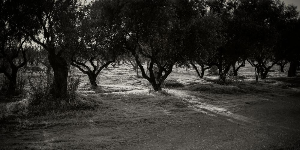 Tritsi Park in B&W